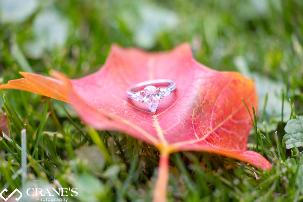 A close-up of an engagement ring delicately placed on a red maple tree branch at Cantigny Park, capturing the essence of the moment.